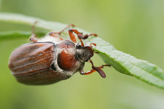 Maybug Maybug, by Zoonar JUERGENLANDSH
