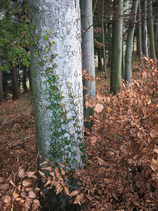 Ivy on the bark of a fir tree trunk in autumn Ivy on the Bark of a Fir Tree Trunk in Autumn, by Zoonar Ewald Fr