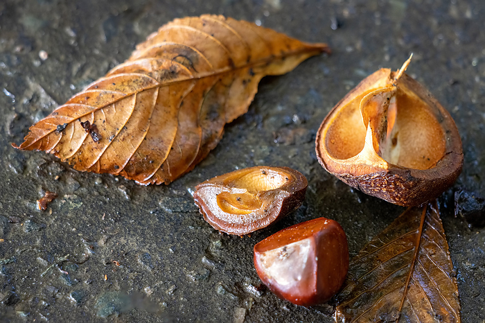 Ripe fruit of the Horse Chestnut tree commonly called conkers on the ground Ripe Fruit of the Horse Chestnut Tree Commonly Called Conkers on the Ground, by Zoonar Phil Bird