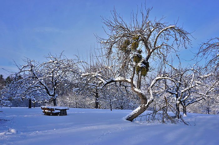 Orchard meadow in winter, Apple tree with mistletoe, germany Orchard Meadow in Winter, Apple Tree with Mistlettete, Germany, by Zoonar J rgen Vogt