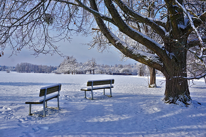 Benches under the linden tree in a wintry landscape Benches under the Linden Tree in a Wintry Landscape, by Zoonar J rgen Vogt