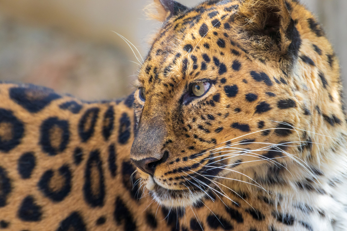 Close-up of leopard's face