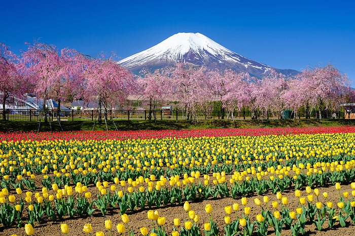 Yamanashi Cherry Blossoms, Tulips and Mt.