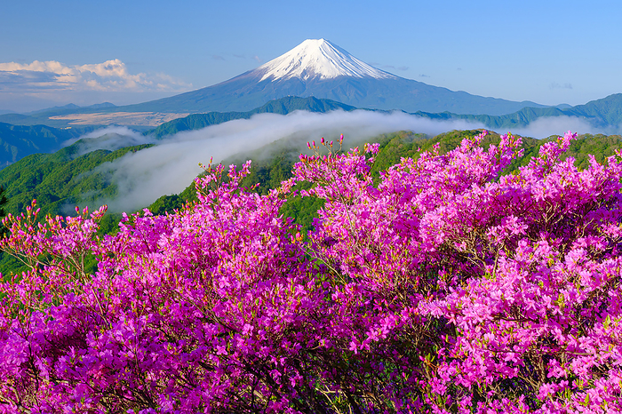 Yamanashi Mt. Fuji and azalea