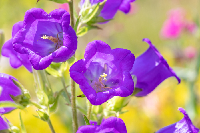 Purple flowers of Foulin's fountain grass