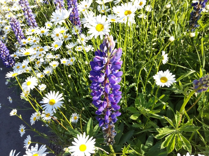 Lupinus and marguerite flowers in the garden