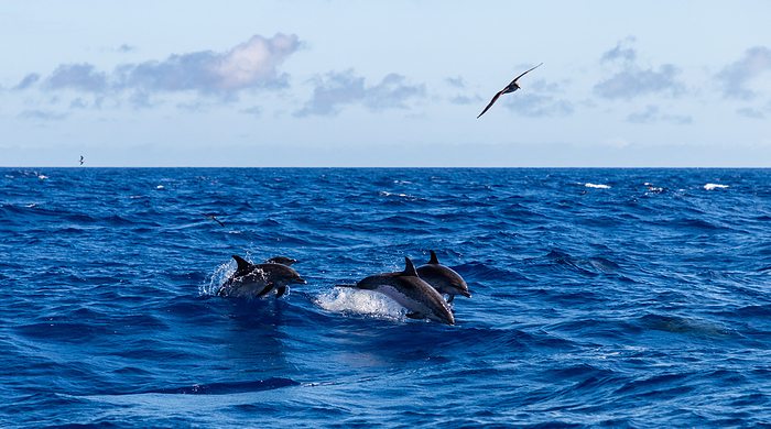 Atlantic Spotted Dolphin I Atlantic Spotted Dolphin I, by Zoonar Bruno Coelho