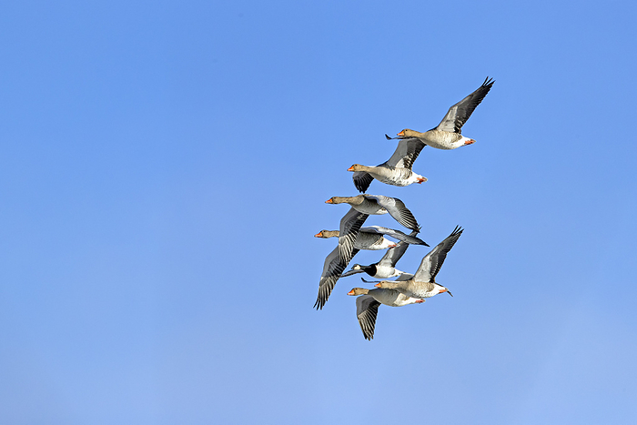 Greylag Geese and Barnacle Goose on the North Sea coast Greylag Geese and Barnacle Goose on the North Sea Coast, by Zoonar Helge Schulz