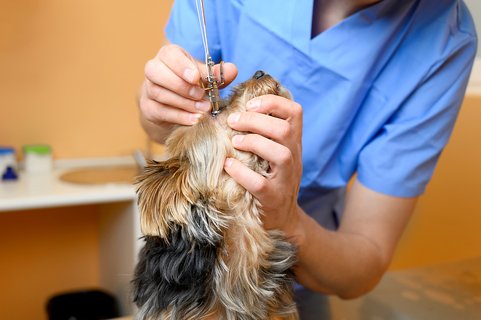 Male professional veterinarian doctor examining dog eye. Male Professional Veterinarian Doctor Examining Dog Eye., by Zoonar DAVID HERRAEZ