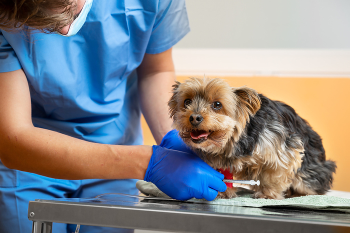Veterinarian caring a Yorkshire terrier with an intravenous drip, at animal hospital. Veterinarian Caring a Yorkshire Terrier with an intravenous Drip, at Animal Hospital., by Zoonar DAVID HERRAEZ