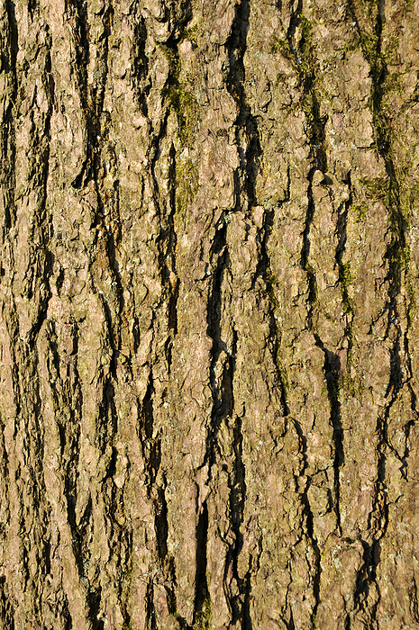 close up of rough textured common ash tree bark with green moss in the cracks Close Up of Rough Textured Common Ash Tree Bark with Green Moss in the Cracks, by Zoonar Philip Openha
