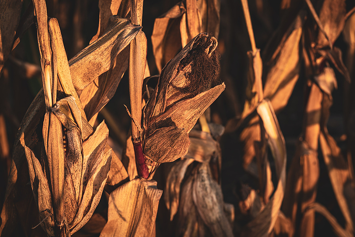 A dried up cornfield A dried up cornfield, by Zoonar Bernd Bruegge