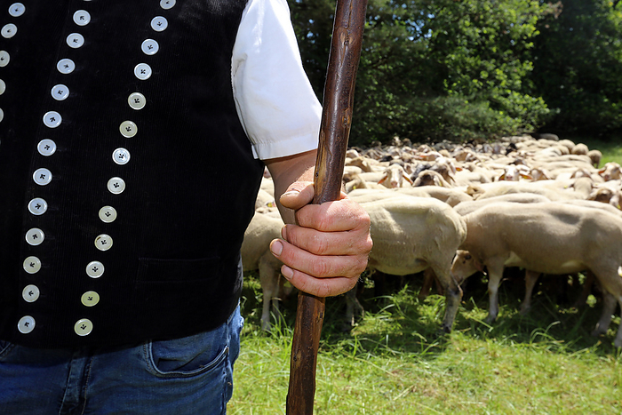 shepherd shepherd, by Zoonar Norman P. Kra