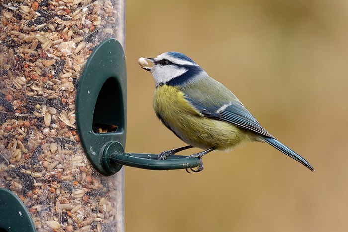 Blue Tit at the Scattering Feeder Blue Tit at the Scattering Feeder, by Zoonar JuergenLandsh