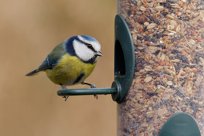 Blue tit at the feeding column Blue Tit at the feeding column, by Zoonar JuergenLandsh