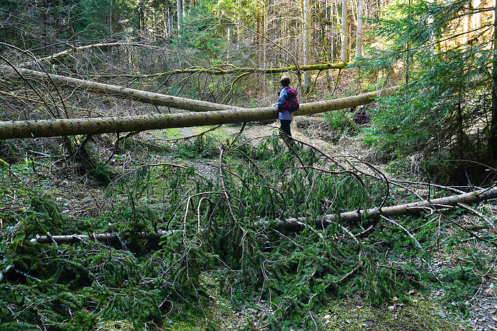 Sturmschaden im Wald, storm damage in the forest Storm damage in the forest, Storm Damage in the Forest, by Zoonar J rgen Vogt