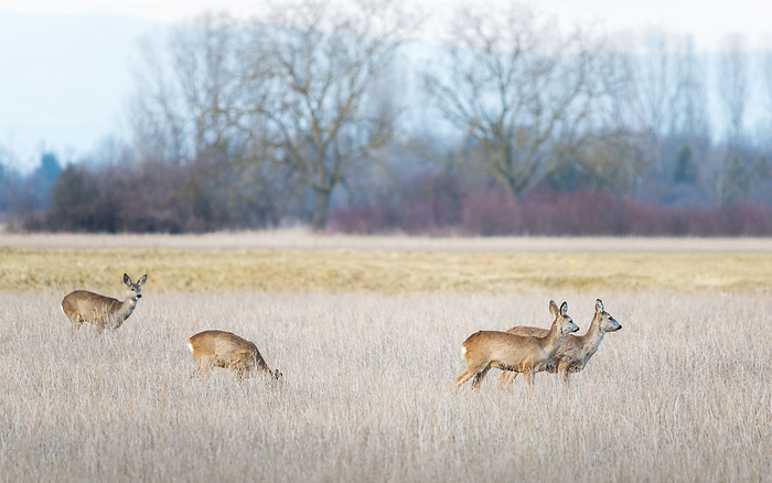 Roe deer on a winter meadow Roe Deer on a Winter Meadow, by Zoonar Ewald Fr