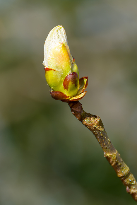 Sticky bud of the Horse Chesnut tree bursting into leaf Sticky Bud of the Horse Chesnut Tree Burting Into Leaf, by Zoonar Phil Bird