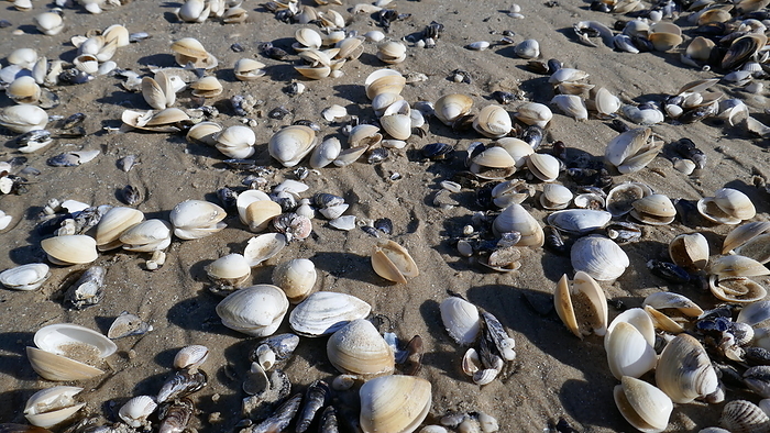 Shell beach on the Baltic Sea Shell Beach on the Baltic Sea, by Zoonar Gabriele Sitn