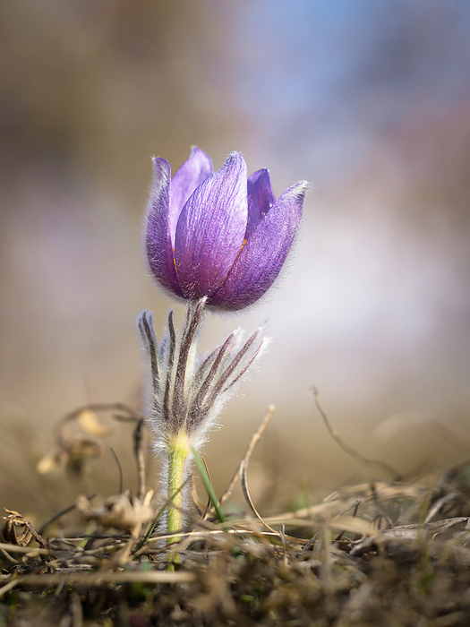Pasque flower in spring Pasque Flower in Spring, by Zoonar Ewald Fr