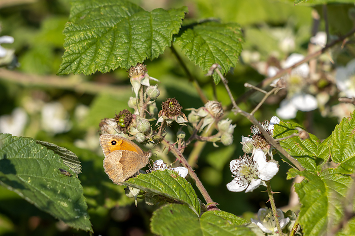 Small Heath Butterfly  Coenonympha pamphilus  resting on a Blackberry bush Small Heath Butterfly  Coenonympha Pamphilus  Resting on a Blackberry Bush, by Zoonar Phil Bird