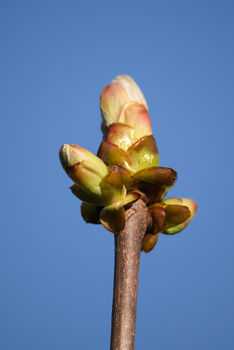Sticky bud of the Horse Chesnut tree bursting into leaf Sticky Bud of the Horse Chesnut Tree Burting Into Leaf, by Zoonar Phil Bird