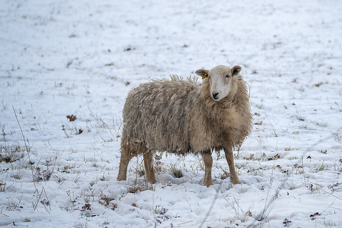Sheep in the snow in East Grinstead in West Sussex Sheep in the Snow in East Grinstead in West Sussex, by Zoonar Phil Bird