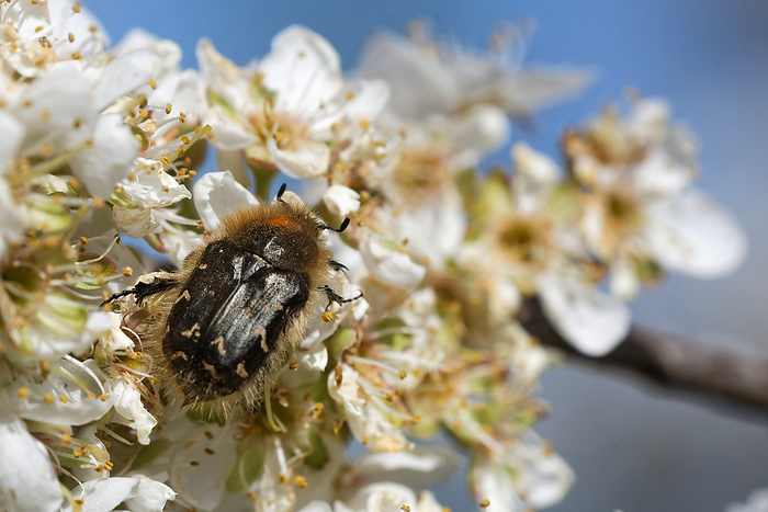 Shaggy rose chafer in plum blossoms Shaggy Rose Chafer in Plum Blossoms, by Zoonar JUERGENLANDSH