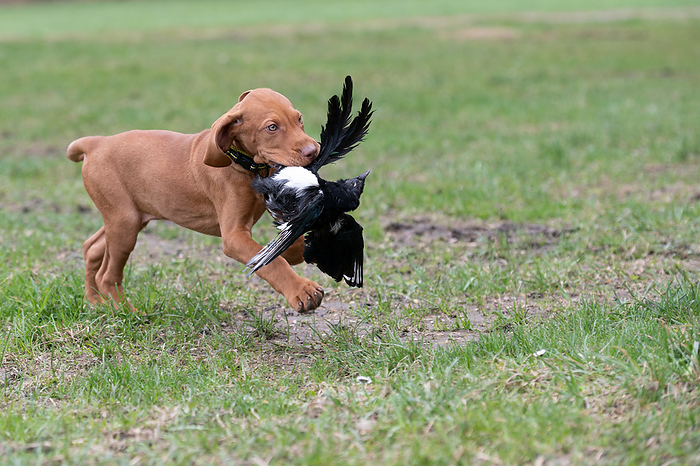 Magyar Vizsla puppy fetching bird Magyar Vizsla Puppy Fetching Bird, by Zoonar Weimer