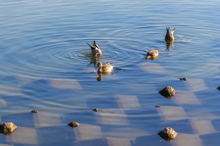Ducks gathering at the water's edge