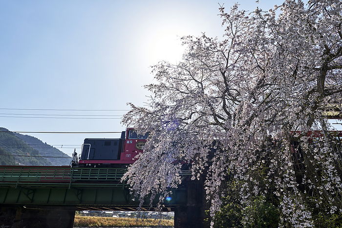 Cherry blossoms and trolley train Kameoka Station