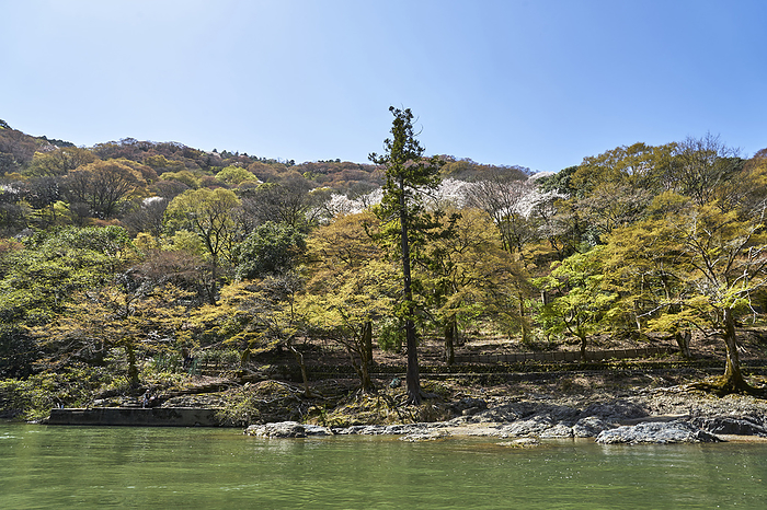 Scenery from the Hozugawa River