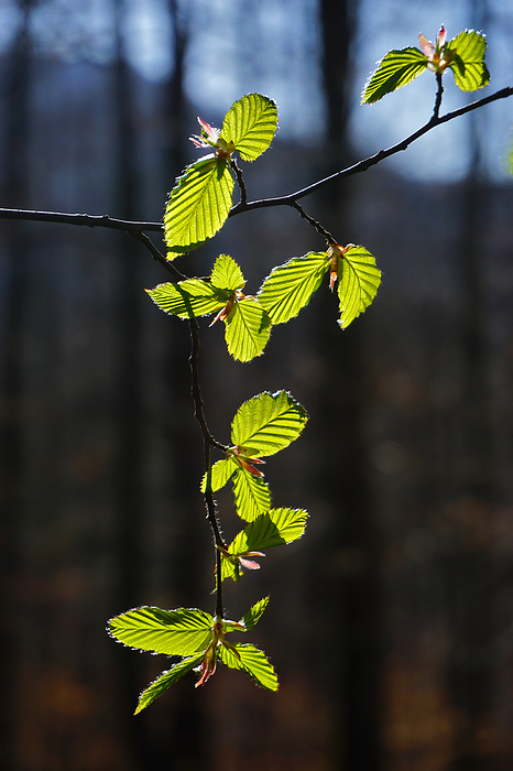 Hornbeam leaves in the backlight after new shoots in spring Hornbeam Leaves in the Backlight After New Shoots in Spring, by Zoonar J rgen Vogt