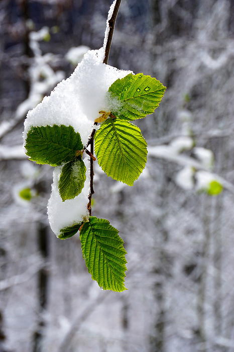 Hornbeam leaves covered with fresh snow in spring Hornbeam Leaves Covered with Fresh Snow in Spring, by Zoonar J rgen Vogt