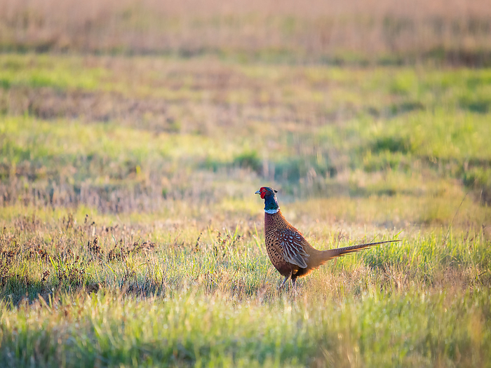 Pheasant on a morning meadow in Burgenland Pheasant on a Morning Meadow in Burgenland, by Zoonar Ewald Fr