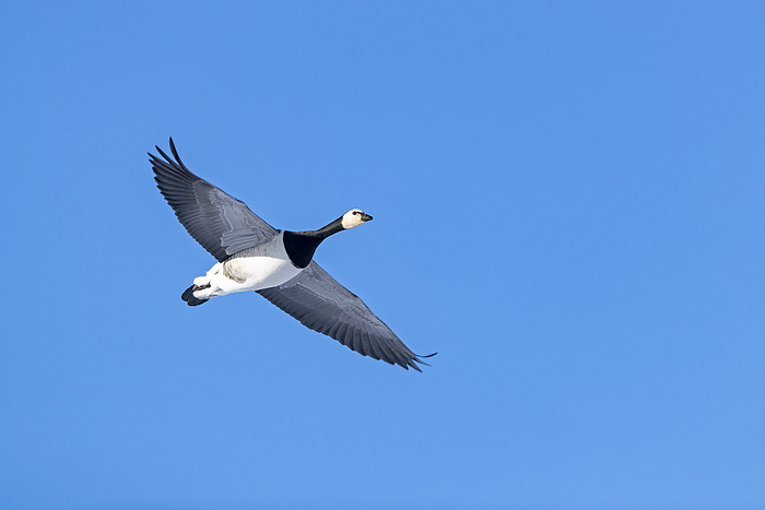 Close up of a Barnacle Goose in flight Close up of a Barnacle Goose in Flight, by Zoonar Helge Schulz