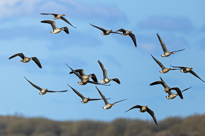 Greater White fronted Geese during the migration at the German North Sea coast Greater White Fronted Geese During the Migration at the German North Sea Coast, by Zoonar Helge Schulz