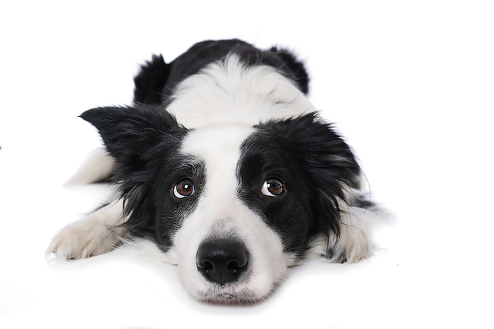 Young border collie dog lying on white background Young Border Collie Dog Lying on White Background, by Zoonar Judith Kiener