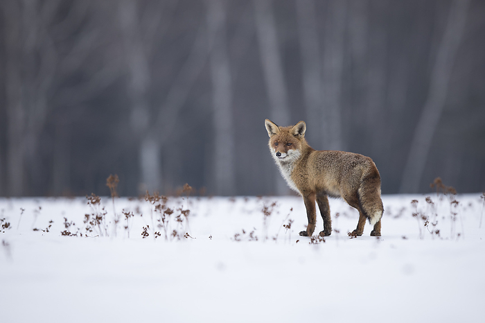 red fox Red Fox, by Zoonar Bosch Marcus