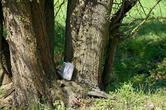 found geocaching hiding place with a cache in a box in a tree in the Herrenkrugpark near Magdeburg Found Geocaching Hiding Place With A Cache in A Box in Tree In The Herrenkrugpark Near Magdeburg, by Zoonar Heiko Kueverl