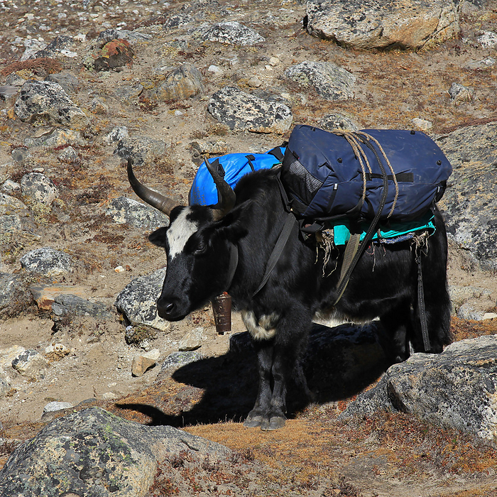 Dzo, hybrid of yak and cow carrying bags DZO, Hybrid of Yak and Cow Carry Bags, by Zoonar Ursula Perret