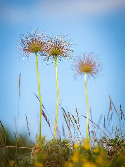 Pasque flower on a meadow Pasque Flower on a Meadow, by Zoonar Ewald Fr