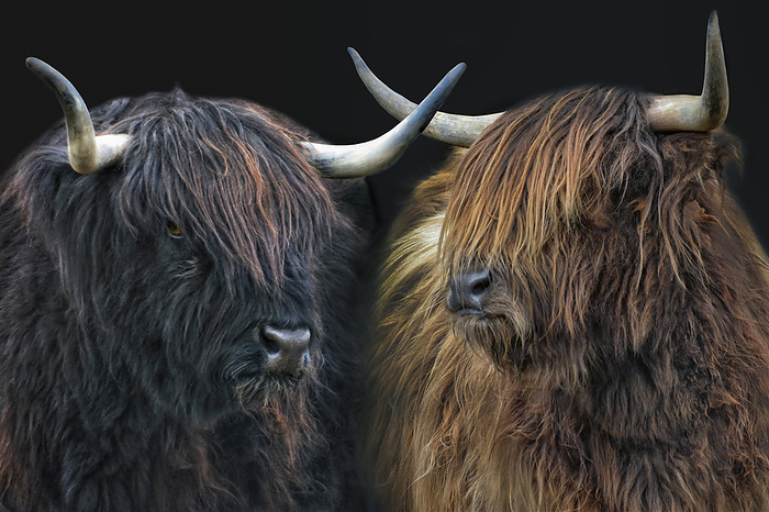 scottish highland cattle 9 Scottish Highland Cattle 9, by Zoonar JOACHIM G. PI