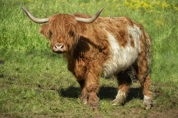 scottish highland cattle 8 Scottish Highland Cattle 8, by Zoonar JOACHIM G. PI