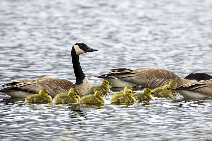 Canada geese   Branta canadensis   with goslings. Natural scene from shore of lake Michigan. Canada Geese  Branta Canadensis  with Gosling. Natural scene from Shore of Lake Michigan., by Zoonar Karel Denny