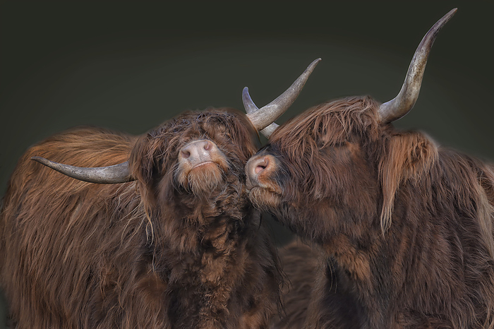scottish highland cattle 11 Scottish Highland Cattle 11, by Zoonar JOACHIM G. PI