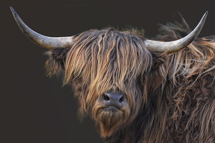 scottish highland cattle 10 Scottish Highland Cattle 10, by Zoonar JOACHIM G. PI