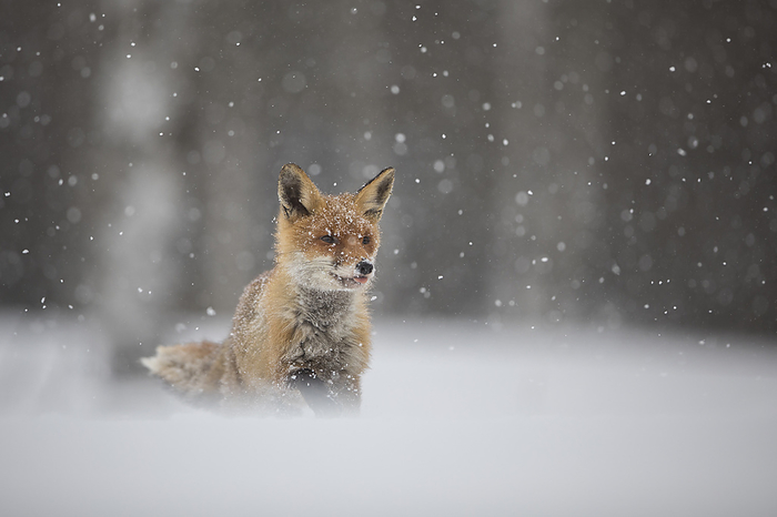 red fox Red Fox, by Zoonar Bosch Marcus
