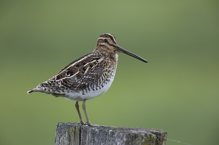 common snipe Common Snipe, by Zoonar Bosch Marcus
