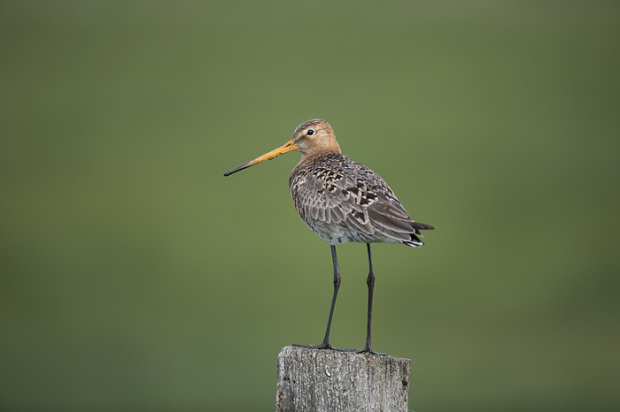 black tailed godwit Black Sailed Godwit, by Zoonar Bosch Marcus